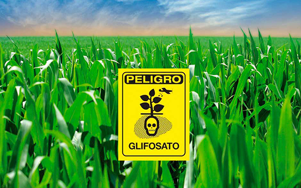 Sembradío de maíz con un cartel de advertencia que dice Peligro Glifosato